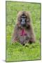 Gelada Mountain Monkey, Simien Mountain, Ethiopia-Keren Su-Mounted Photographic Print