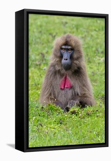 Gelada Mountain Monkey, Simien Mountain, Ethiopia-Keren Su-Framed Stretched Canvas