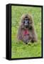 Gelada Mountain Monkey, Simien Mountain, Ethiopia-Keren Su-Framed Stretched Canvas