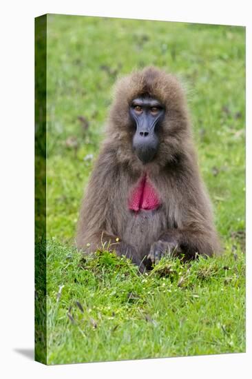 Gelada Mountain Monkey, Simien Mountain, Ethiopia-Keren Su-Stretched Canvas