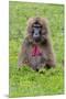 Gelada Mountain Monkey, Simien Mountain, Ethiopia-Keren Su-Mounted Premium Photographic Print