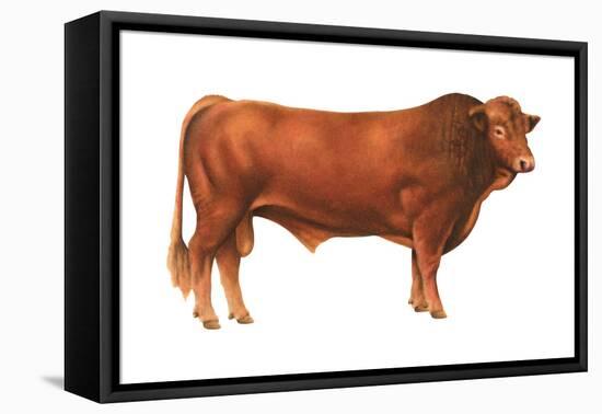 Gelbvieh Bull, Beef Cattle, Mammals-Encyclopaedia Britannica-Framed Stretched Canvas