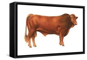 Gelbvieh Bull, Beef Cattle, Mammals-Encyclopaedia Britannica-Framed Stretched Canvas