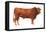 Gelbvieh Bull, Beef Cattle, Mammals-Encyclopaedia Britannica-Framed Stretched Canvas