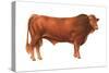 Gelbvieh Bull, Beef Cattle, Mammals-Encyclopaedia Britannica-Stretched Canvas