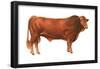 Gelbvieh Bull, Beef Cattle, Mammals-Encyclopaedia Britannica-Framed Poster
