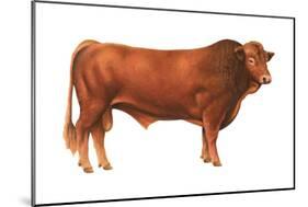 Gelbvieh Bull, Beef Cattle, Mammals-Encyclopaedia Britannica-Mounted Poster