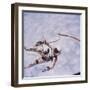 Gemini 4 Astronaut Edward H. White II Floating in Space During First American Spacewalk-James A^ Mcdivitt-Framed Photographic Print