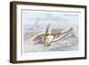 Gemmous Dragonet-Robert Hamilton-Framed Art Print