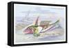 Gemmous Dragonet-Robert Hamilton-Framed Stretched Canvas