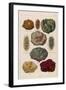 Gems Embedded in Rocks-null-Framed Art Print