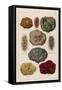 Gems Embedded in Rocks-null-Framed Stretched Canvas