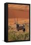 Gemsbok and Sand Dunes, Namib-Naukluft National Park, Namibia-David Wall-Framed Stretched Canvas