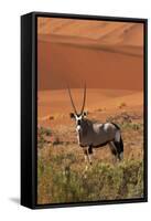 Gemsbok and Sand Dunes, Namib-Naukluft National Park, Namibia-David Wall-Framed Stretched Canvas