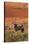 Gemsbok and Sand Dunes, Namib-Naukluft National Park, Namibia-David Wall-Stretched Canvas