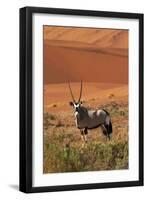 Gemsbok and Sand Dunes, Namib-Naukluft National Park, Namibia-David Wall-Framed Premium Photographic Print