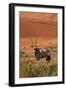 Gemsbok and Sand Dunes, Namib-Naukluft National Park, Namibia-David Wall-Framed Premium Photographic Print