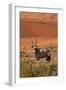 Gemsbok and Sand Dunes, Namib-Naukluft National Park, Namibia-David Wall-Framed Premium Photographic Print