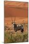 Gemsbok and Sand Dunes, Namib-Naukluft National Park, Namibia-David Wall-Mounted Premium Photographic Print