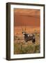 Gemsbok and Sand Dunes, Namib-Naukluft National Park, Namibia-David Wall-Framed Photographic Print