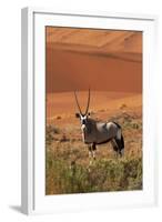 Gemsbok and Sand Dunes, Namib-Naukluft National Park, Namibia-David Wall-Framed Photographic Print