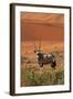 Gemsbok and Sand Dunes, Namib-Naukluft National Park, Namibia-David Wall-Framed Photographic Print