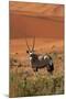 Gemsbok and Sand Dunes, Namib-Naukluft National Park, Namibia-David Wall-Mounted Photographic Print