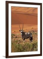 Gemsbok and Sand Dunes, Namib-Naukluft National Park, Namibia-David Wall-Framed Photographic Print