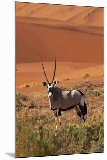 Gemsbok and Sand Dunes, Namib-Naukluft National Park, Namibia-David Wall-Mounted Photographic Print