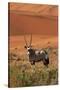 Gemsbok and Sand Dunes, Namib-Naukluft National Park, Namibia-David Wall-Stretched Canvas