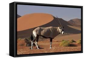 Gemsbok and Sand Dunes, Namib-Naukluft National Park, Namibia-David Wall-Framed Stretched Canvas