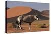 Gemsbok and Sand Dunes, Namib-Naukluft National Park, Namibia-David Wall-Stretched Canvas