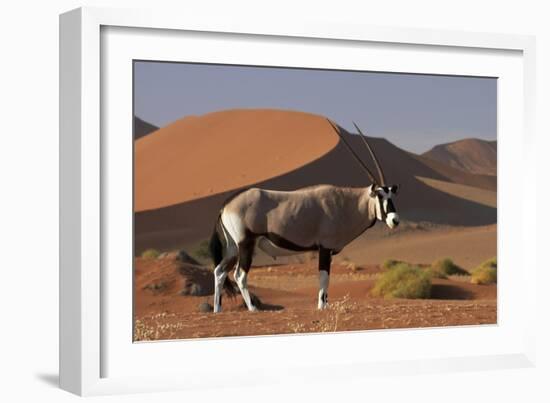 Gemsbok and Sand Dunes, Namib-Naukluft National Park, Namibia-David Wall-Framed Photographic Print