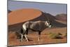 Gemsbok and Sand Dunes, Namib-Naukluft National Park, Namibia-David Wall-Mounted Photographic Print