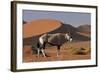 Gemsbok and Sand Dunes, Namib-Naukluft National Park, Namibia-David Wall-Framed Photographic Print