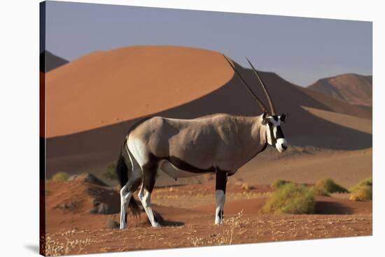 Gemsbok and Sand Dunes, Namib-Naukluft National Park, Namibia-David Wall-Stretched Canvas