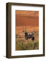 Gemsbok and Sand Dunes, Namib-Naukluft National Park, Namibia-David Wall-Framed Photographic Print