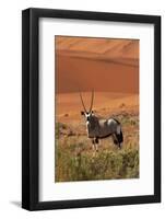 Gemsbok and Sand Dunes, Namib-Naukluft National Park, Namibia-David Wall-Framed Photographic Print