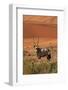 Gemsbok and Sand Dunes, Namib-Naukluft National Park, Namibia-David Wall-Framed Photographic Print