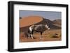 Gemsbok and Sand Dunes, Namib-Naukluft National Park, Namibia-David Wall-Framed Photographic Print