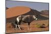 Gemsbok and Sand Dunes, Namib-Naukluft National Park, Namibia-David Wall-Mounted Photographic Print