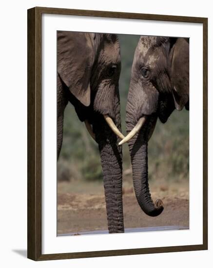 Gemsbok at Sunrise, South Africa-Paul Souders-Framed Photographic Print