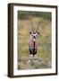 Gemsbok - botswana-David Hosking-Framed Photographic Print