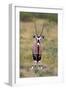 Gemsbok - botswana-David Hosking-Framed Photographic Print