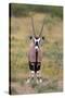 Gemsbok - botswana-David Hosking-Stretched Canvas