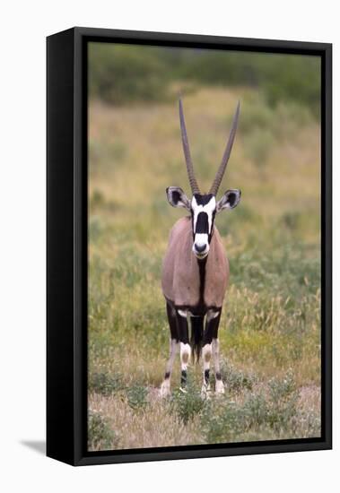 Gemsbok - botswana-David Hosking-Framed Stretched Canvas