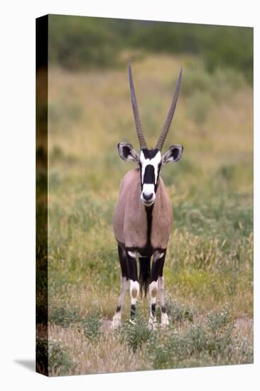 Gemsbok - botswana-David Hosking-Stretched Canvas