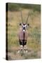 Gemsbok - botswana-David Hosking-Stretched Canvas