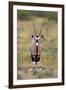 Gemsbok - botswana-David Hosking-Framed Photographic Print