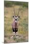 Gemsbok - botswana-David Hosking-Mounted Photographic Print